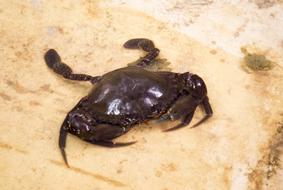 Nature Wildlife Invertebrate
