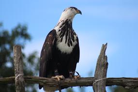 Bird Eagle Feather