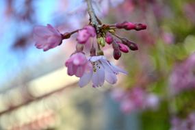 little flowers on the branches