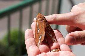 brown hawk-moth on hand