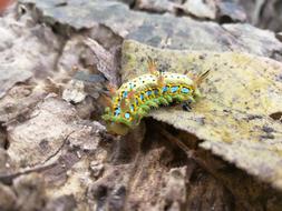 Nature Limacodidae Series