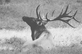 Deer Antlers