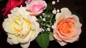 Flower Rose Petal