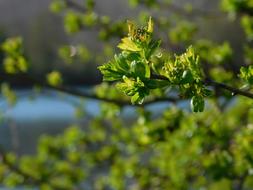 branch with leaves in close up