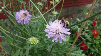 Insect Garden Summer