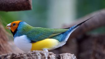 Erytrura Gouldiae Gouldian