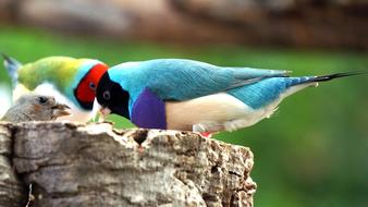 Erytrura Gouldian bird
