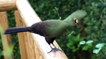 Tauraco Persa Buffoni Green bird