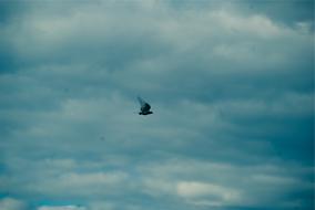 Blue Sky Bird