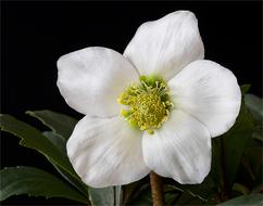 Nature Flowers Christmas Rose