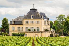 House villa and vine field