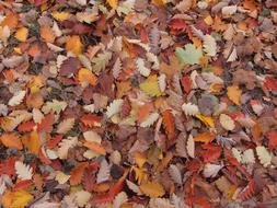 Autumn leaves in the forest are beautiful