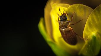 Insect Nature Bespozvonochnoe No