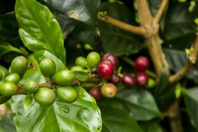 green coffee berries