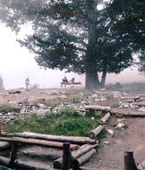 Kids on the swing, near the beautiful, green tree, on the foggy landscape