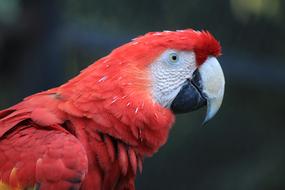 Parrot Macaw Red