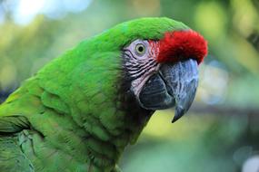 Parrot Macaw Red