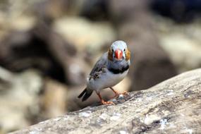 The Finch Taeniopygia Guttata