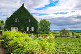 House Home Ivy