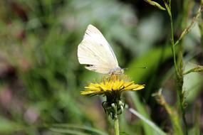 Butterfly Insect White