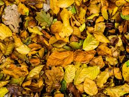 fall leaves yellow look