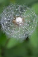 Dandelion Flower Green