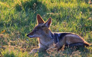 Black-Backed Jackal Nature Mammal