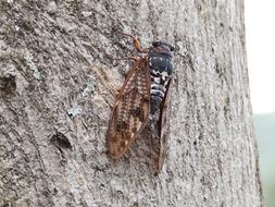 Cicada Macro