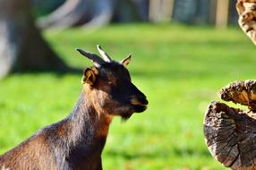 Goat Livestock Billy Domestic