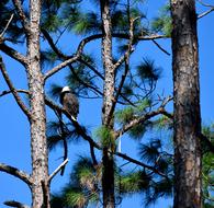 Bald Eagle Bird