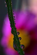 Drops Plant Macro
