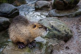 Nutria Rodent Mammal