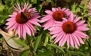 beautiful butterfly on pink flowers