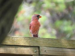 Bird Red