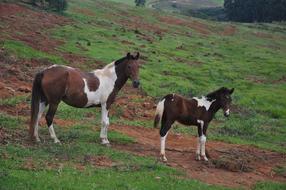 Horses Farm Animal