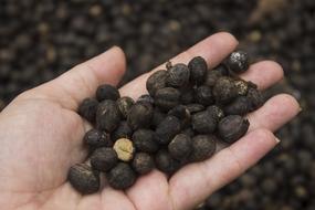 coffee seeds in hand