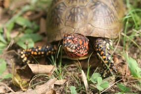 turtle in the green grass on the ground
