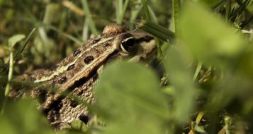 cute frog hiding in the grass