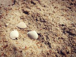 shells on the sandy beach