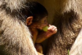 Ape Baby Monkey Grapes