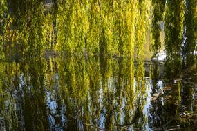 the bushes are green in the water