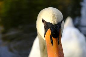 Swan Bird Water