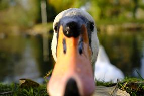 Swan Bird Water