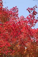 red leaves in the fall