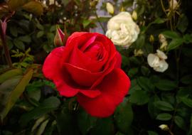Rose Flower Flora