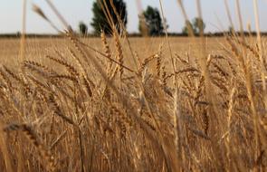 wheat is great