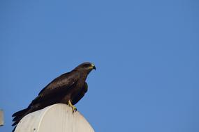 Wildlife Bird Nature