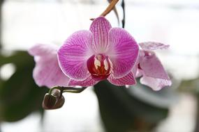 unusual flower on a branch