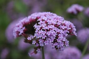 purple pretty flowers in spring