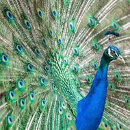 Bird Peacock Animal